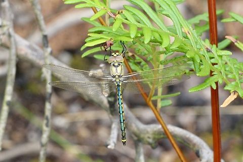 Tau emerald - Hemicordulia tau  Australia,Eamw dragonflies,Geotagged,Hemicordulia tau,Spring,Tau emerald
