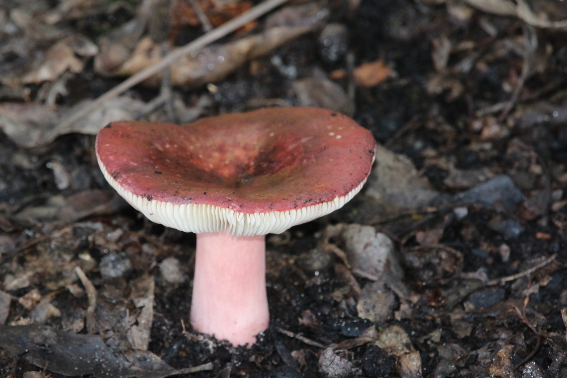Genus - Russula  Australia,Eamw fungi,Fall,Geotagged