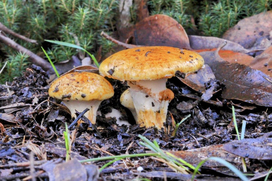 Vermillion grisette - Amanita xanthocephala  Amanita xanthocephala,Australia,Eamw fungi,Geotagged,Vermilion grisette