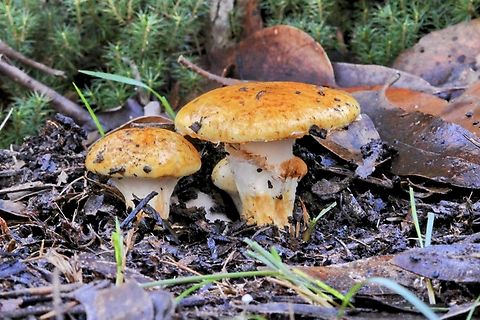 Vermillion grisette - Amanita xanthocephala  Amanita xanthocephala,Australia,Eamw fungi,Geotagged,Vermilion grisette