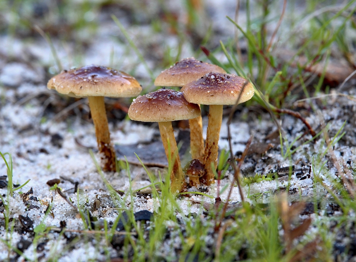 Genus - Pholiota  Australia,Eamw fungi,Fall,Geotagged