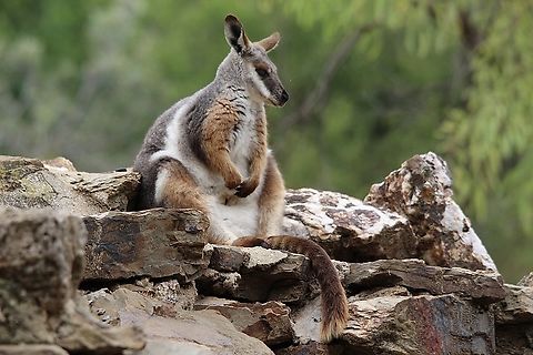 Yellow-footed Rock Wallaby - Female Yellow-footed rock-wallaby resting.
Image taken at Zoological Gardens,Adelaide Australia. Australia,Eamw macropods,Fall,Geotagged,Petrogale xanthopus,Yellow-footed rock-wallaby