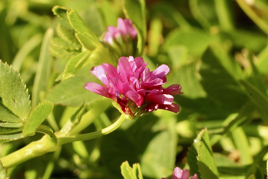 Reversed Clover  - Trifolium resupinatum  Australia,Eamw flora,Geotagged,Reversed Clover,Spring,Trifolium resupinatum