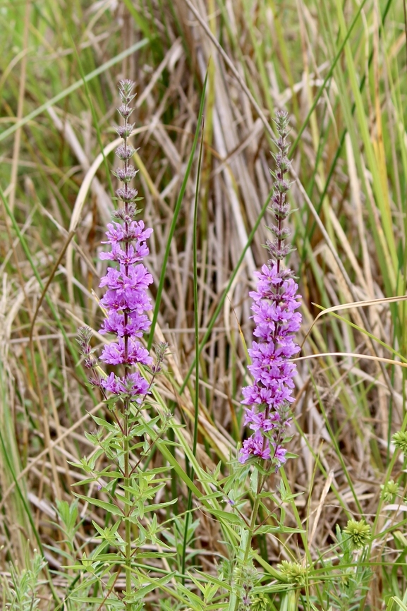 Spiked loosestrife  Australia,Eamw flora,Geotagged,Lythrum salicaria,Spiked loosestrife,Winter