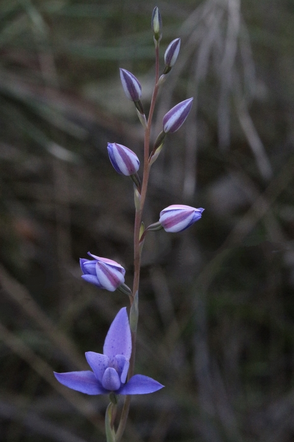 Spotted sun orchid  Australia,Eamw flora,Eamw orchids,Geotagged,North Nowra Nsw,Orcheds August,Spotted sun orchid,Thelymitra ixioides,Winter