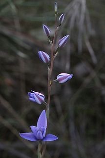 Spotted sun orchid  Australia,Eamw flora,Eamw orchids,Geotagged,North Nowra Nsw,Orcheds August,Spotted sun orchid,Thelymitra ixioides,Winter