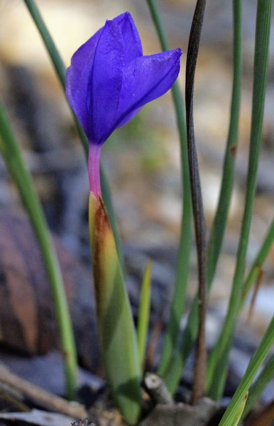 Purple flag - Genus Patersonia  Australia,Eamw flora,Geotagged,Spring