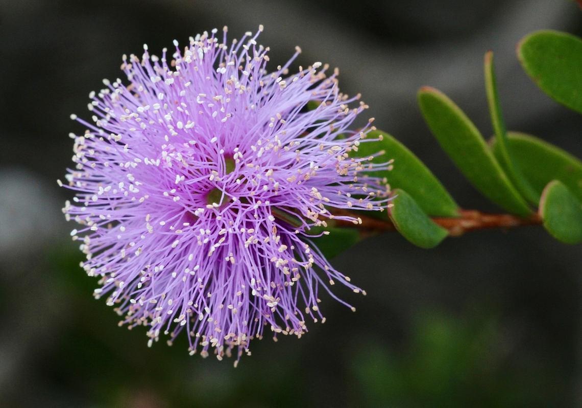 Swamp paperbark - Melaleuca halmaturorum  Australia,Geotagged,Melaleuca halmaturorum,Spring,Swamp paperbark