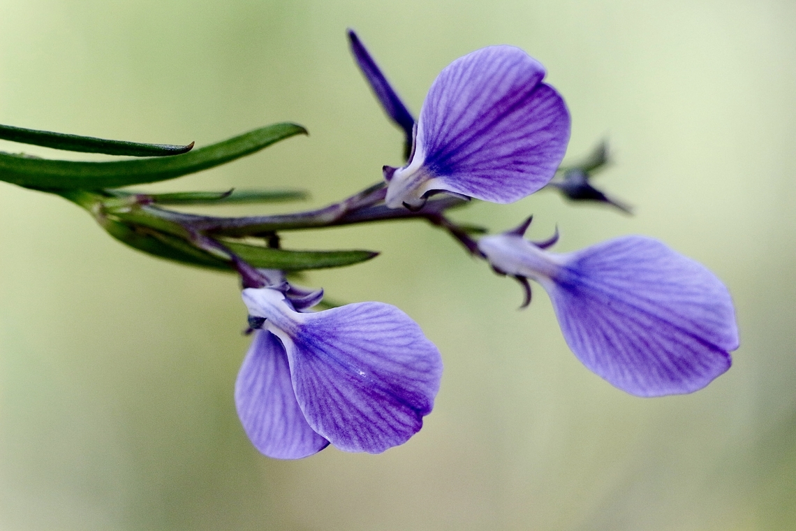 Erect violet - Pigea vernonii  Australia,Eamw flora,Erect Violet,Geotagged,Pigea vernonii,Winter