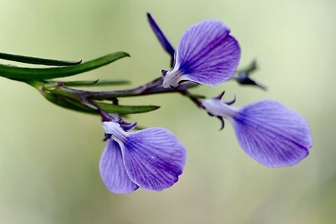 Erect violet - Pigea vernonii  Australia,Eamw flora,Erect Violet,Geotagged,Pigea vernonii,Winter
