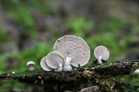 Panellus pusillus  Australia,Eamw fungi,Geotagged,Panellus pusillus,Winter