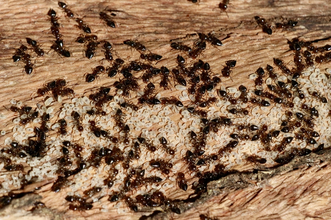 Ant species unidentified with its brood . Found under eucalyptus bark Australia,Geotagged,Winter,eamw ants