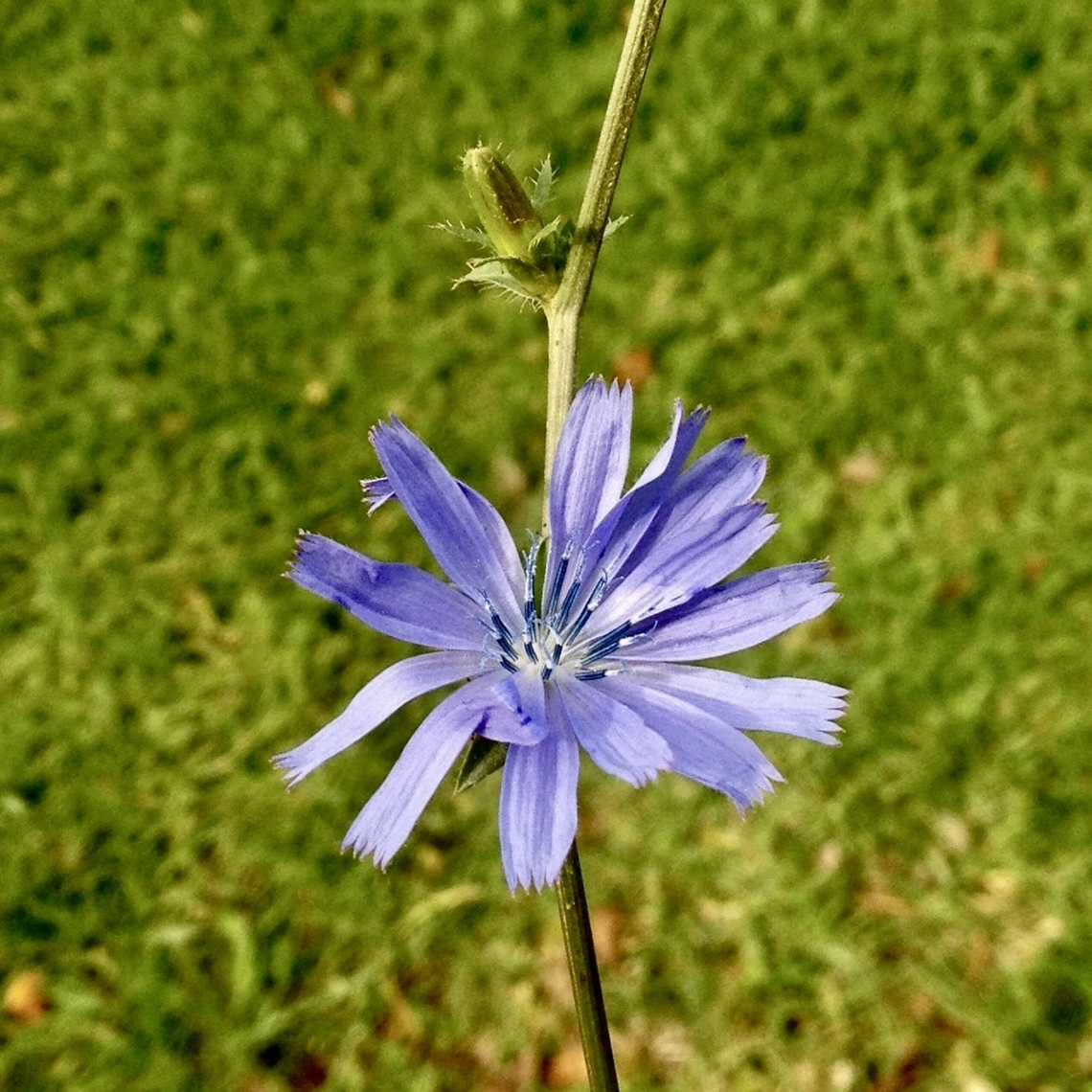 Cichorium intybus  Australia,Cichorium intybus,Common Chicory,Eamw flora,Fall,Geotagged