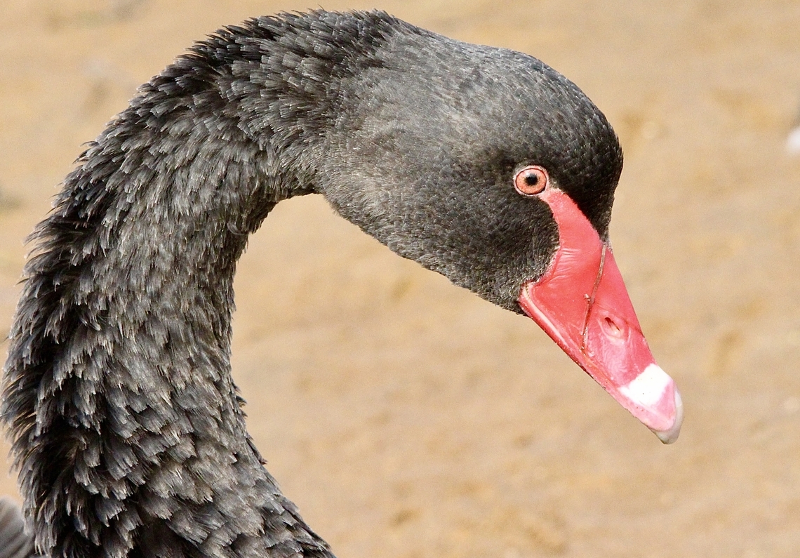 Black Swan - Cygnus atratus  Australia,Black Swan,Cygnus atratus,Eamw birds,Geotagged,Summer