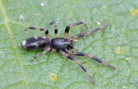 White-tailed spider Only 10 mm, juvenile male. Australia,Eamw spiders,Geotagged,Lampona cylindrata,Summer,White-tailed spider