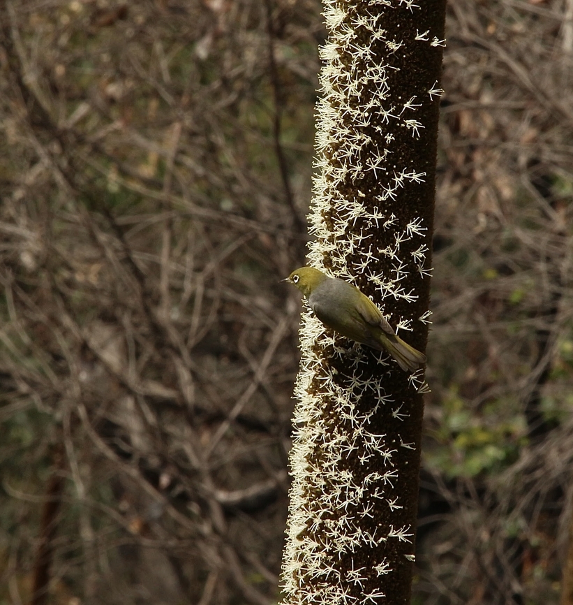Silvereye - Zosterops lateralis Feeding on flowers of Tufted grass tree - Xanthorrhoea semiplana Australia,Eamw birds,Geotagged,Silvereye,Spring,Zosterops lateralis