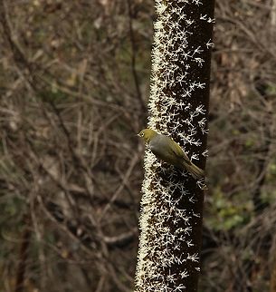 Silvereye - Zosterops lateralis Feeding on flowers of Tufted grass tree - Xanthorrhoea semiplana Australia,Eamw birds,Geotagged,Silvereye,Spring,Zosterops lateralis