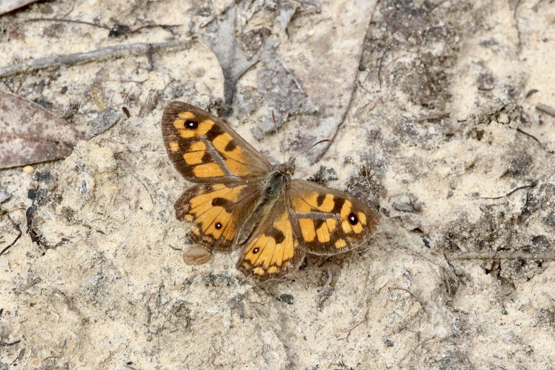 Klug's Xenica - Geitoneura Klugii  Australia,Eamw butterflies,Geitoneura klugii,Geotagged,Klug's Xenica,Summer