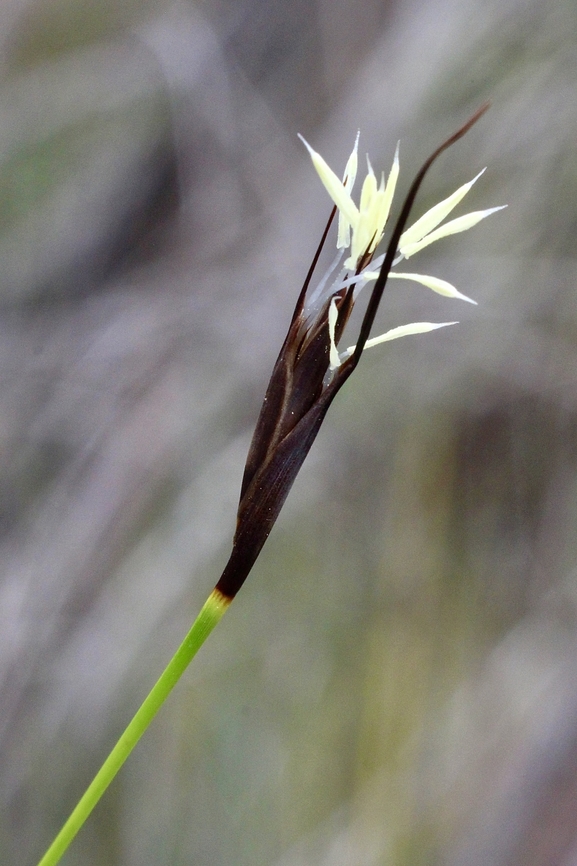 Black rapier sedge seed - Lepidosperma carphoides,  Australia,Black rapier-sedge,Eamw flora,Geotagged,Lepidosperma carphoides,Summer