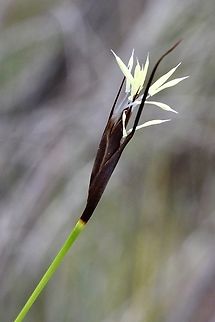 Black rapier sedge seed - Lepidosperma carphoides,  Australia,Black rapier-sedge,Eamw flora,Geotagged,Lepidosperma carphoides,Summer