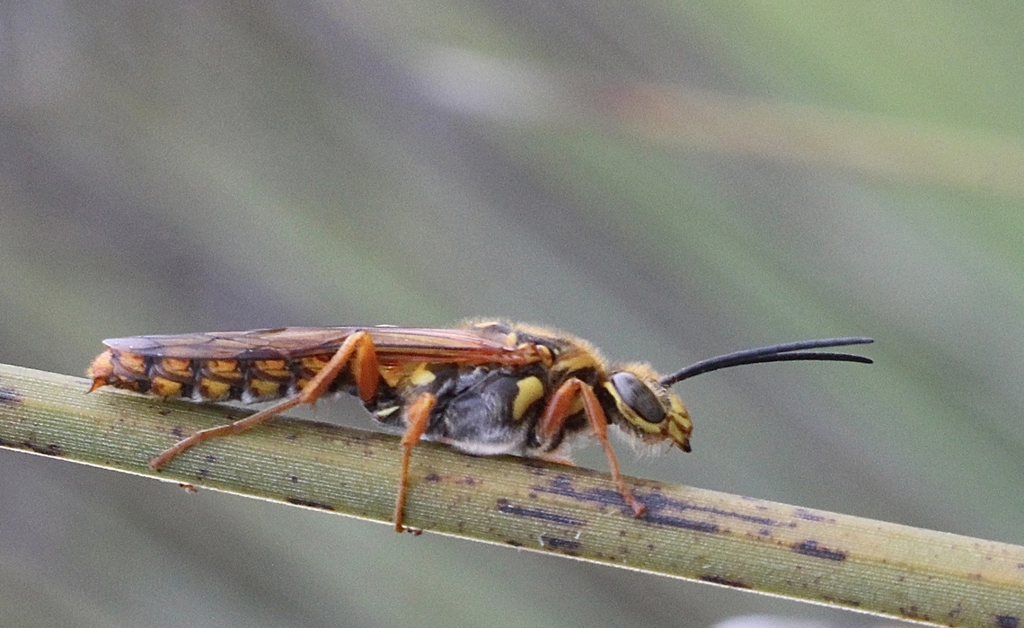 Large Yellow Flower Wasp - Elidothynnus melleus  Australia,Eamw wasps,Elidothynnus melleus,Geotagged,Large Yellow Flower Wasp,Summer