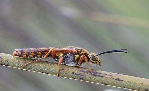Large Yellow Flower Wasp - Elidothynnus melleus  Australia,Eamw wasps,Elidothynnus melleus,Geotagged,Large Yellow Flower Wasp,Summer