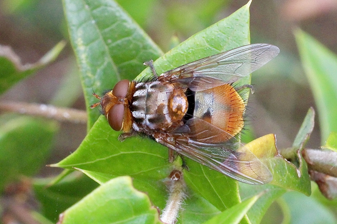Unidentified Tachinid fly  Australia,Geotagged,Summer,eamw flies
