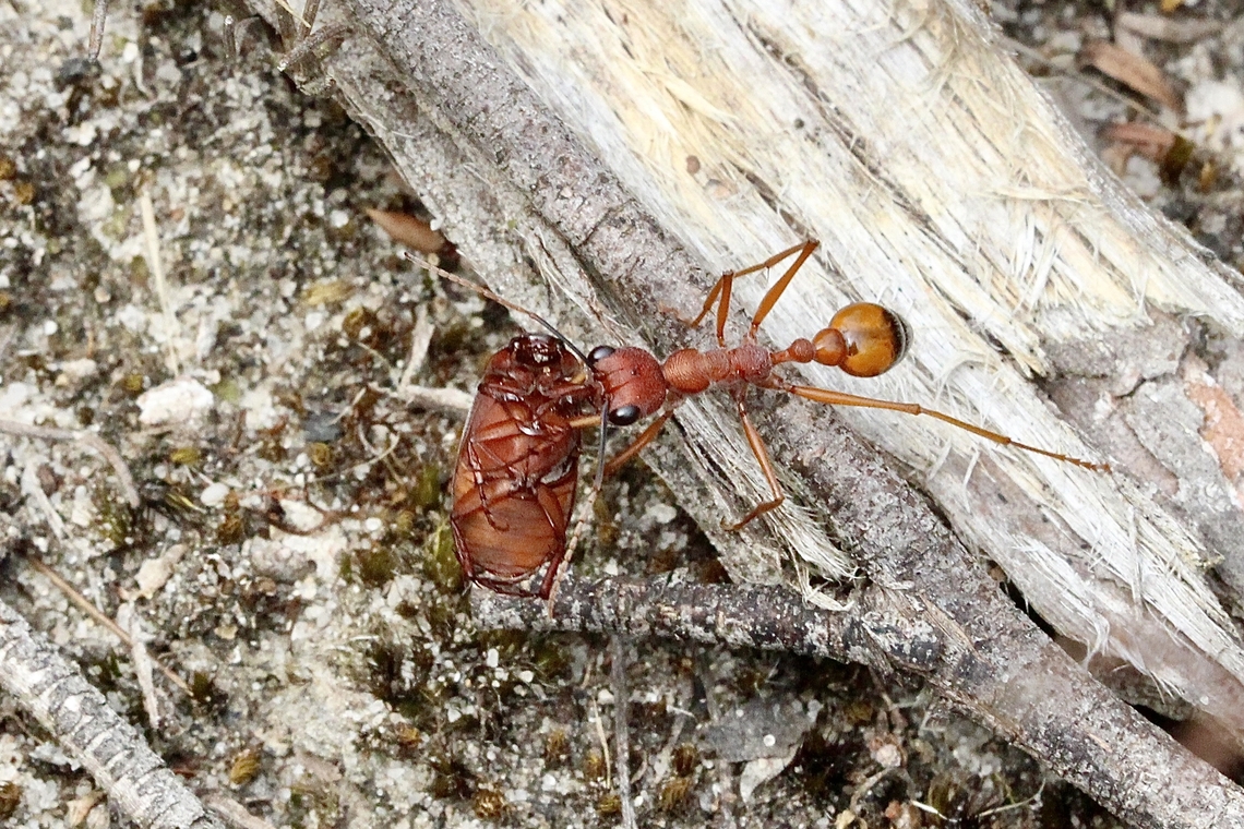 Black-scaped Bull Ant - Myrmecia nigriscapa Bringing dinner home.( Beetle roast) Australia,Black-scaped Bull Ant,Eamw ants,Geotagged,Myrmecia nigriscapa,Summer