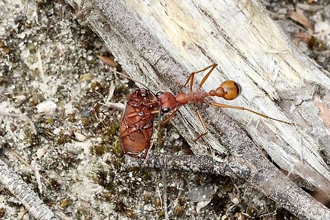 Black-scaped Bull Ant - Myrmecia nigriscapa Bringing dinner home.( Beetle roast) Australia,Black-scaped Bull Ant,Eamw ants,Geotagged,Myrmecia nigriscapa,Summer