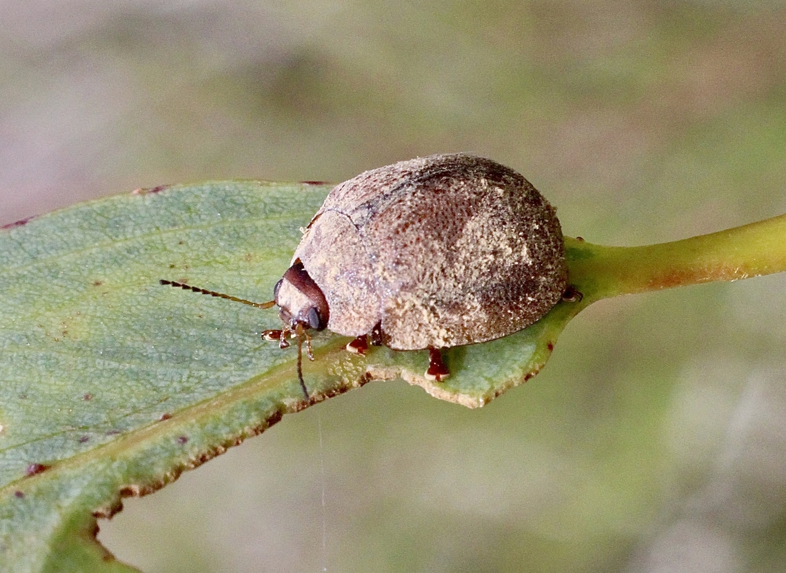 Genus - Paropsisterna Observed on Cup Gum - Eucalyptus cosmophylla Australia,Eamw beetles,Geotagged,Summer