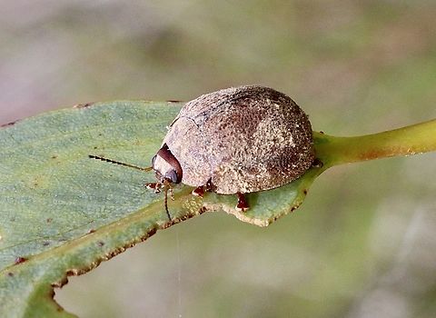 Genus - Paropsisterna Observed on Cup Gum - Eucalyptus cosmophylla Australia,Eamw beetles,Geotagged,Summer