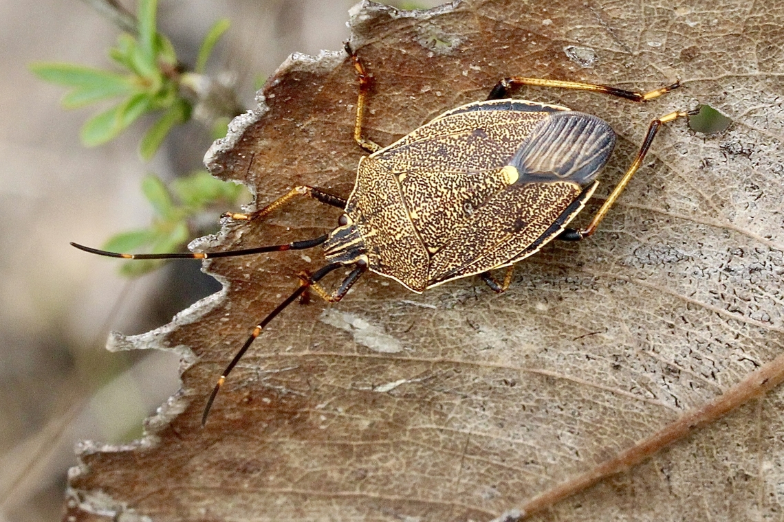 Brown Shield Bug - Poecilometis strigatus  Australia,Brown Shield Bug,Eamw shield bugs,Geotagged,Poecilometis strigatus,Summer