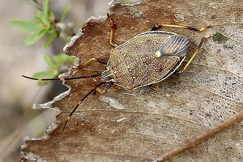Brown Shield Bug - Poecilometis strigatus  Australia,Brown Shield Bug,Eamw shield bugs,Geotagged,Poecilometis strigatus,Summer