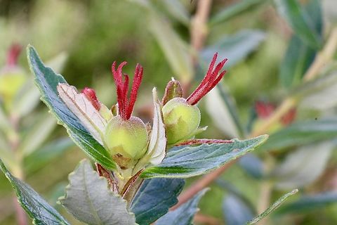 Bitter Bush - Adriana quadripartita  Adriana quadripartita,Australia,Bitter Bush,Eamw flora,Geotagged,Summer