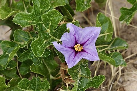 Devil’s-Apple, Solanum linnaeanum  Australia,Devil's-Apple,Eamw flora,Geotagged,Solanum linnaeanum,Summer