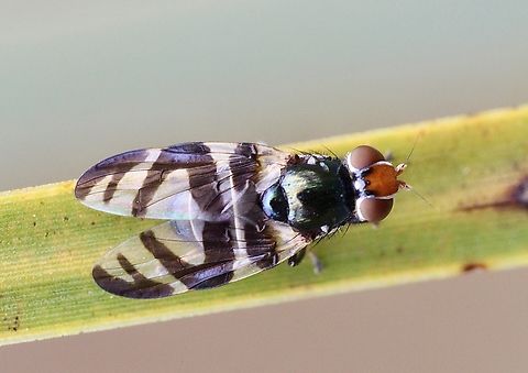 Lenophila achilles Observed several of this species on grass tree foliage. Australia,Eamw flies,Geotagged,Lenophila achilles,Summer,eamw flies