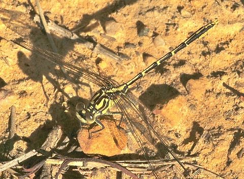 Yellow-striped Hunter -  Austrogomphus guerini Yellow-striped Hunter Austrogomphus guerini Australia,Austrogomphus guerini,Eamw dragonflies,Geotagged,Summer,Yellow-striped hunter