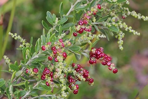 Seaberry Saltbush - Rhagodia candolleana  Australia,Chenopodium candolleanum,Eamw flora,Geotagged,Newland head conservation park SA,Seaberry Saltbush,Summer