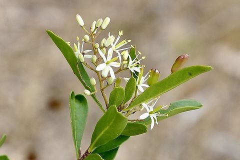 Bursaria spinosa  Australia,Bursaria spinosa,Bursaria spinoza,Eamw flora,Geotagged,Newland head conservation park SA,Summer