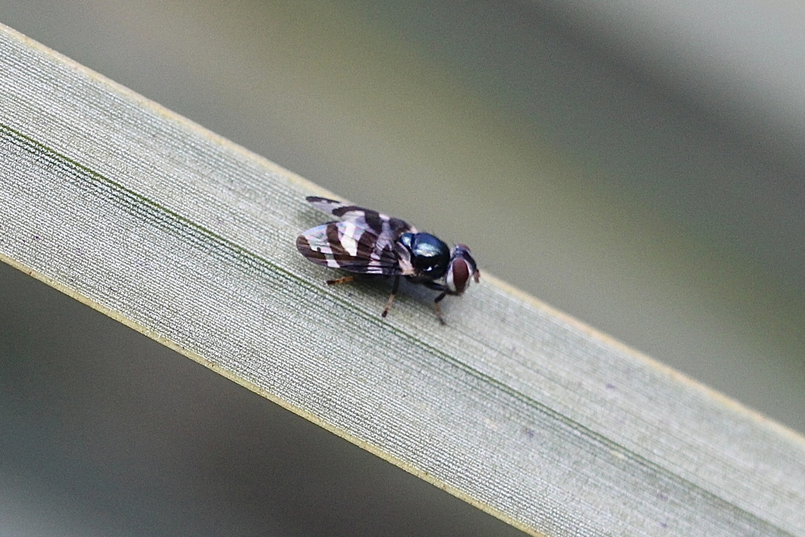 Lenophila nila Very similar to Lenophila achilles. The wing tip&rsquo; black markings is what visually is different. <br />
Not the best image, as I could not get closer to it. Australia,Geotagged,Lenophila nila,Newland head conservation park SA,Summer,eamw flies