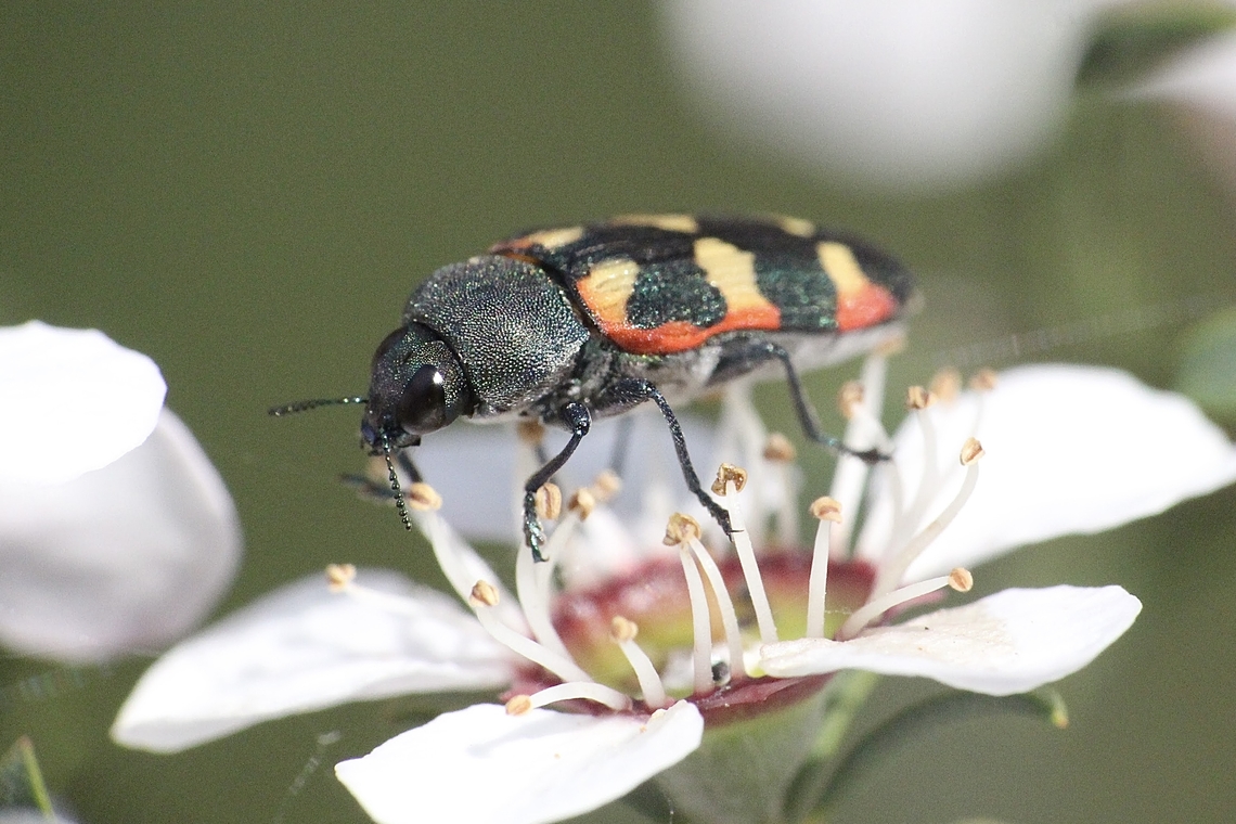 Castiarina crenata Castiarina crenata on Leptospermum flower Aldinga scrub conservation park,Australia,Castiarina crenata,Eamw beetles,Spring,eamw jewel beetles