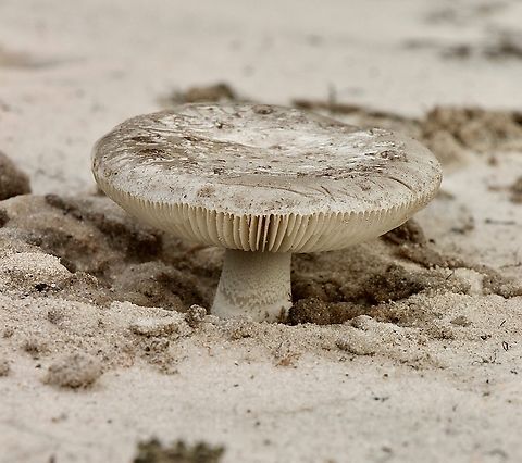 Unidentified species of amanita , found growing in deep sand near ocean beach. Very well camouflaged in that environment.  Amanita,Australia,Eamw fungi,Fall,Geotagged,Newland head conservation park SA