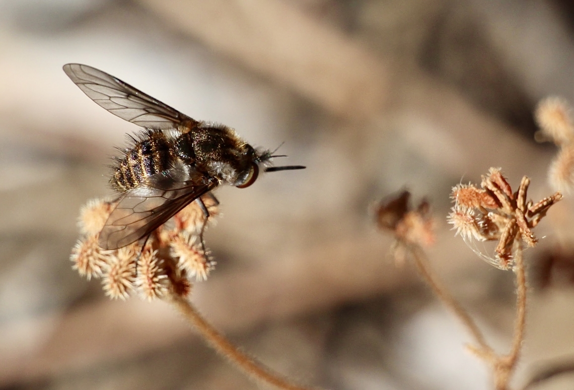 Bee fly - Staurostichus dulcis I&rsquo;d as per INaturalist. Australia,Eamw bee flies,Geotagged,Spring,Staurostichus dulcis,Willunga SA