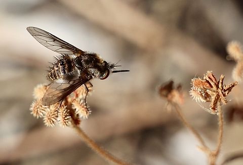 Bee fly - Staurostichus dulcis I’d as per INaturalist. Australia,Eamw bee flies,Geotagged,Spring,Staurostichus dulcis,Willunga SA