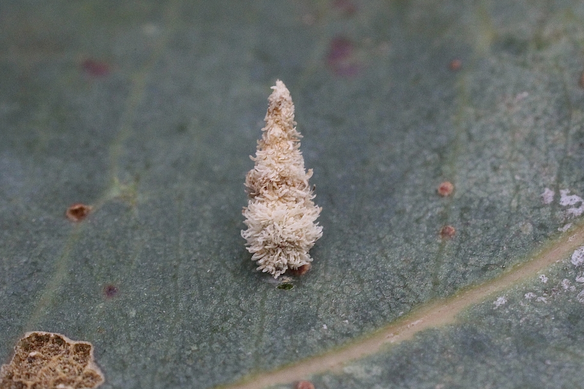 Case moth caterpillar ( unidentified) hiding in its case, mostlikely genus Lepidoscia, This is the smallest case structure I have ever seen , no more then8 mm.<br />
Found this case moth on Cup Gum Eucalyptus cosmophylla and it used the filaments of the eucalyptus blossoms to build its case. Australia,Eamw case moth,Geotagged,Mount Billy Conservation Park,Summer