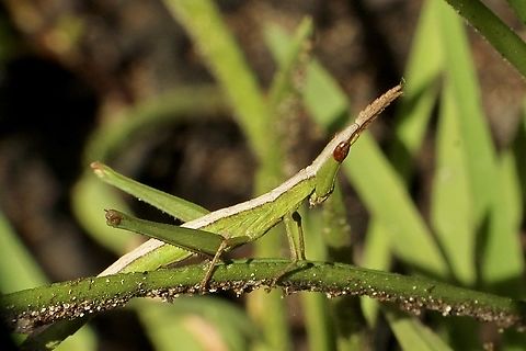 Vandiemenella viatica Look hard and you will find it.
I&rsquo;d as per INaturalist. Australia,Eamw grasshoppers,Geotagged,Mount Billy Conservation Park,Spring,Vandiemenella viatica