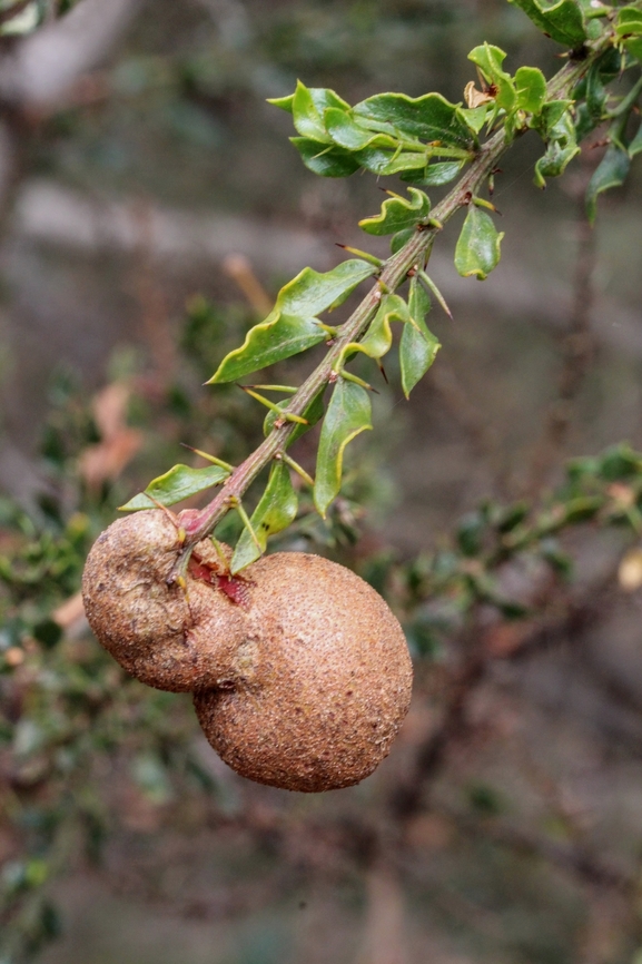 Kangaroo Thorn Gall Rust - Uromycladium paradoxae Growing on Acacia species. Australia,Eamw galls,Geotagged,Kangaroo Thorn Gall Rust,Newland head conservation park SA,Summer,Uromycladium paradoxae