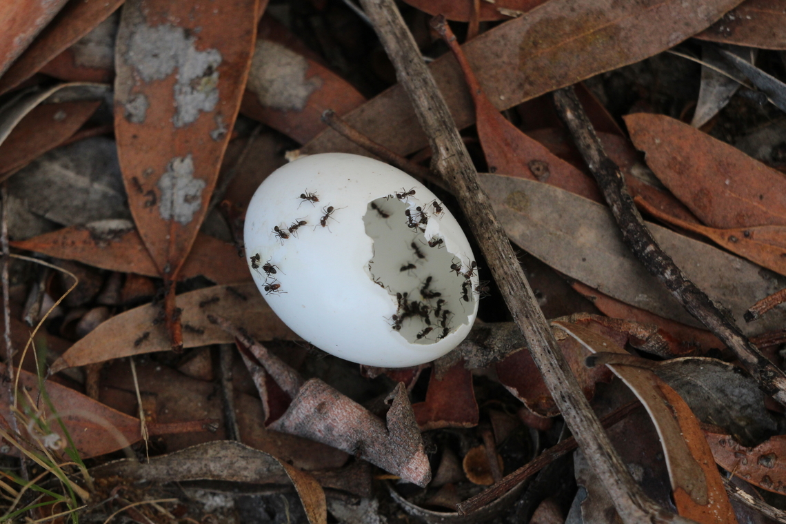 Egg shell of unidentified species of bird. Found the shell under a scrub with the nest up high. Mostlikely the egg was predated on by another species of bird . The ants tuck the opportunity and enjoyed a easy lunch. Australia,Eamw Items of interest,Geotagged,Newland head conservation park SA,Summer