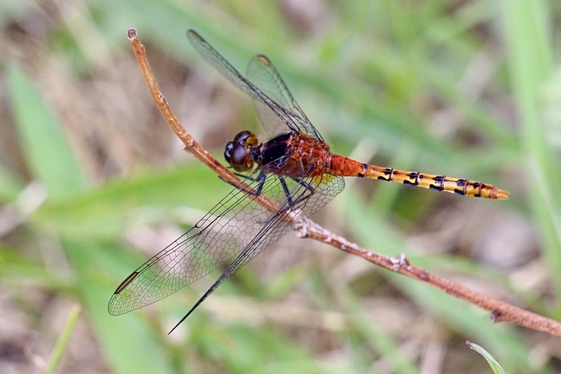 Black faced Percher-Diplacodes melanopsis  Australia,Bairnsdale VIC,Blackfaced Percher,Diplacodes luminans,Diplacodes melanopsis,Eamw dragonflies,Geotagged,Summer