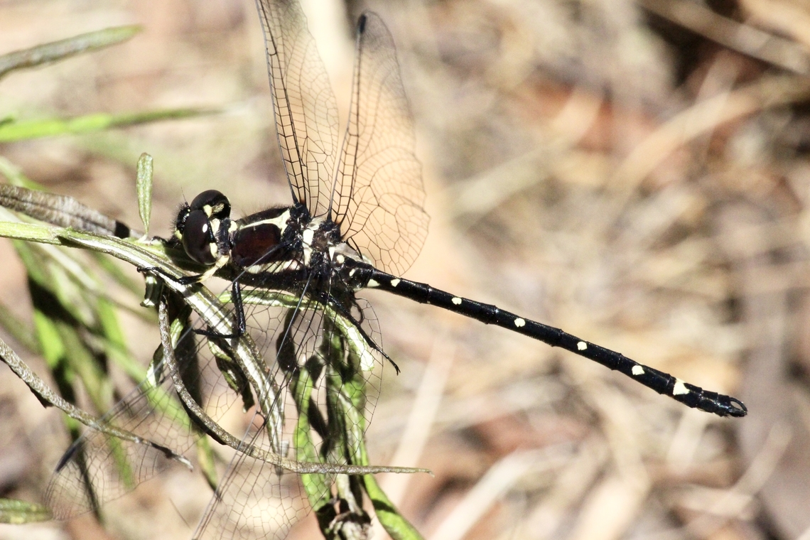 Black tiger tail - Eusynthemis nigra  Australia,Black tigertail,Eamw dragonflies,Eusynthemis nigra,Fingal VIC,Geotagged,Summer